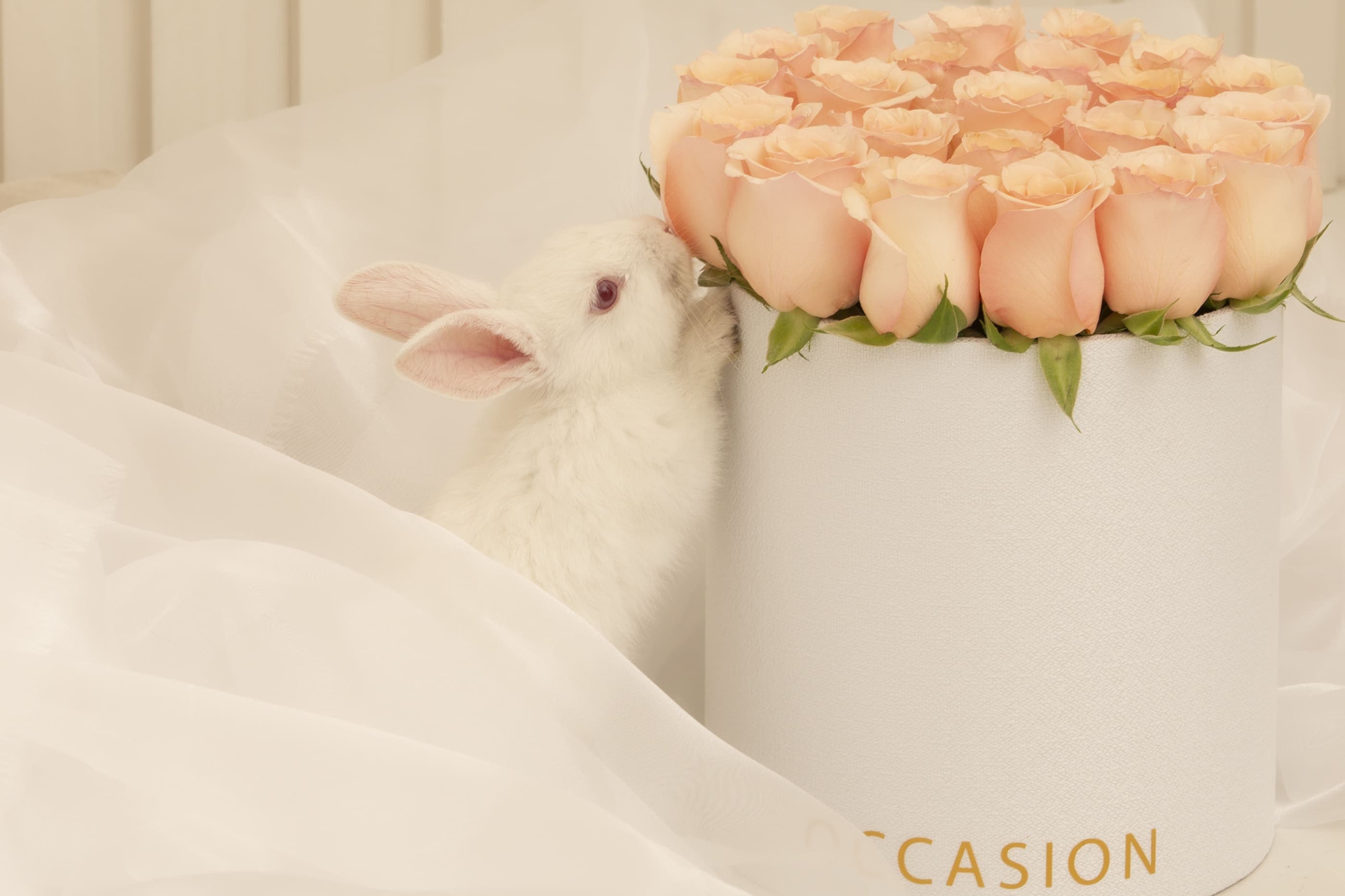 Occasion — arreglo floral y detalle