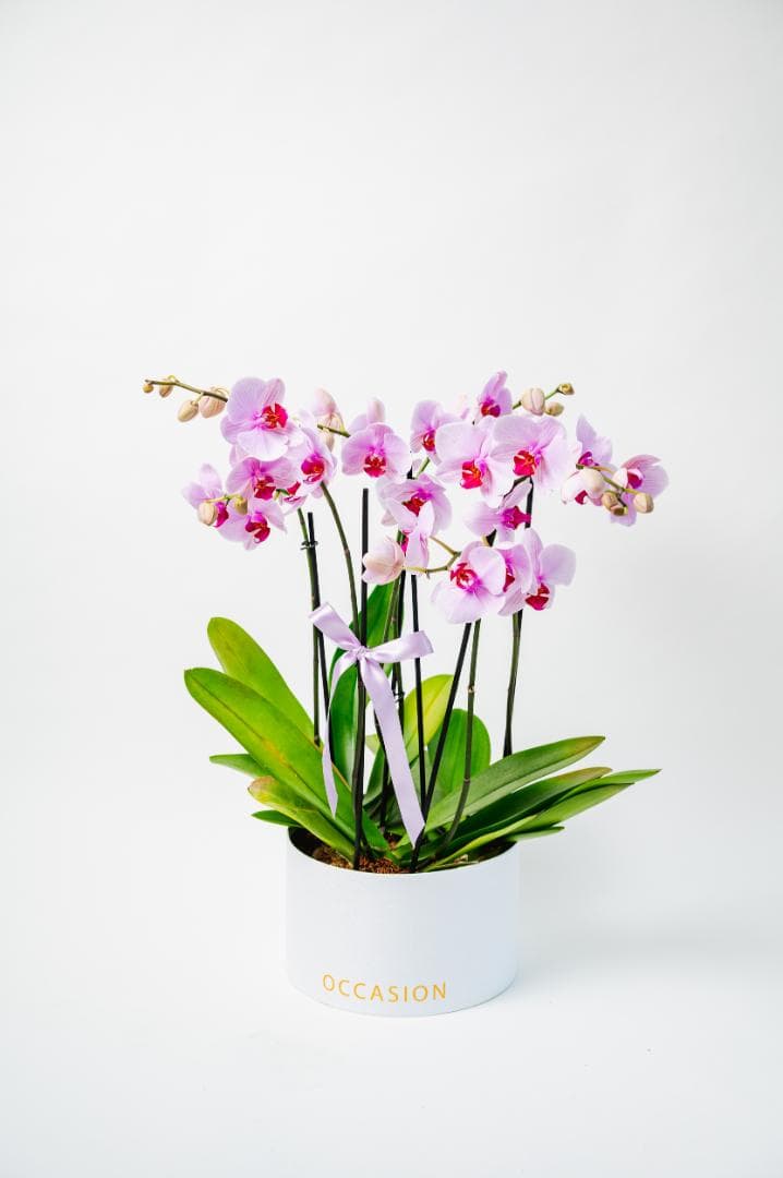 Cilindro Blanco con 3 orquideas
