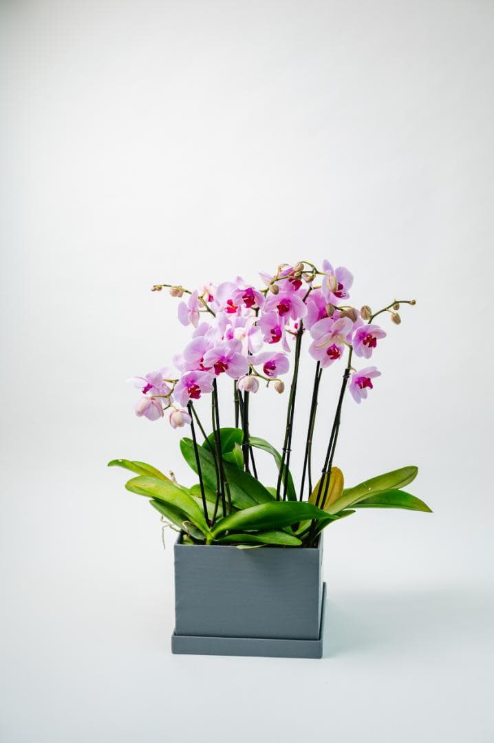 Caja gris 3 orquideas