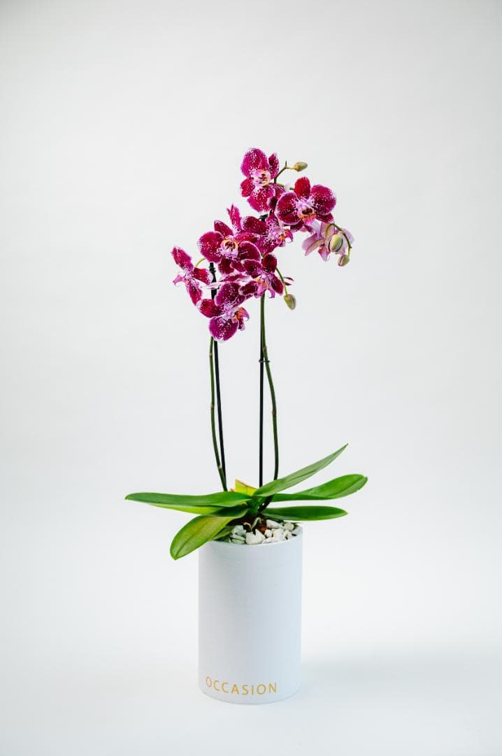 Cilindro blanco con 1 orquídea