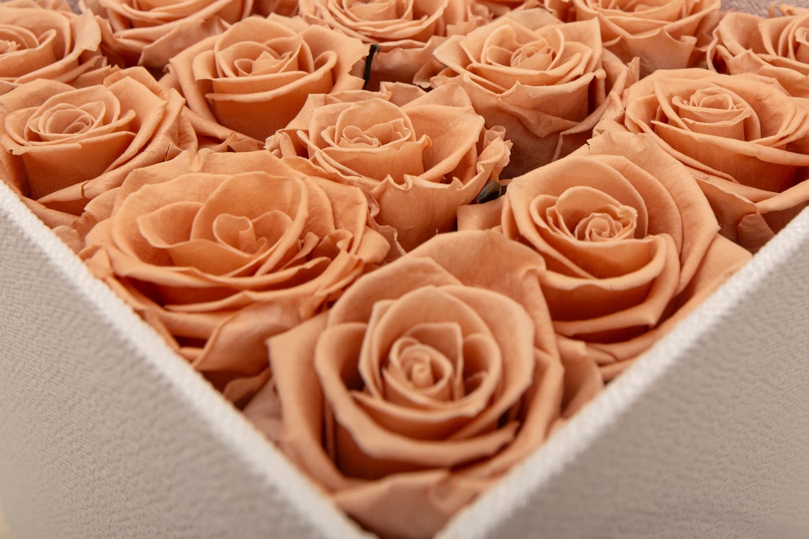 Rosa Preservadas Nude