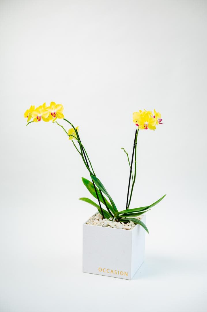 Orquídea Sunshine