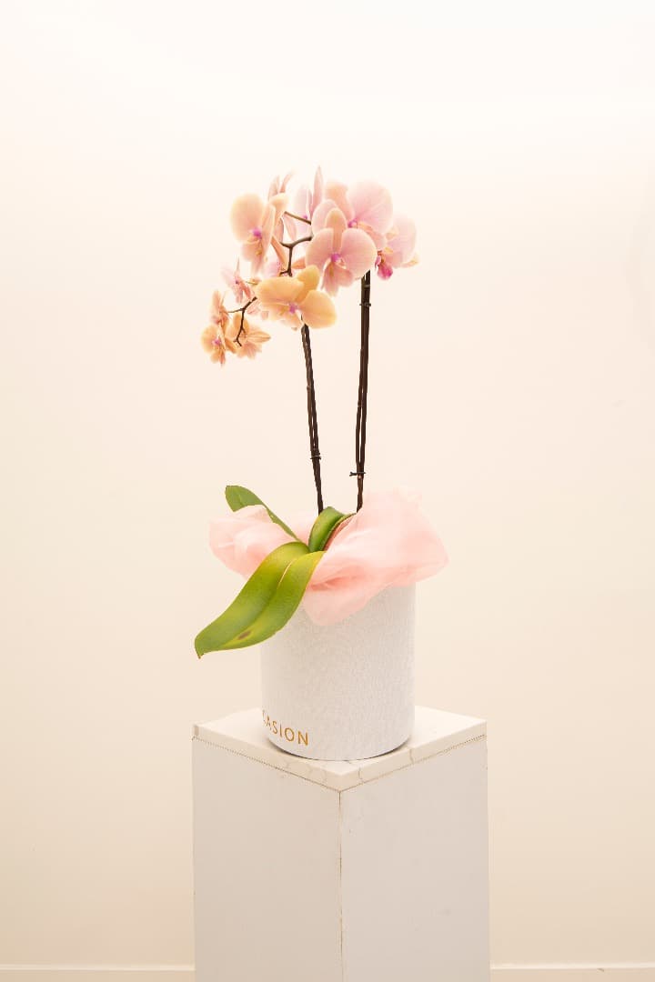 Orchid love