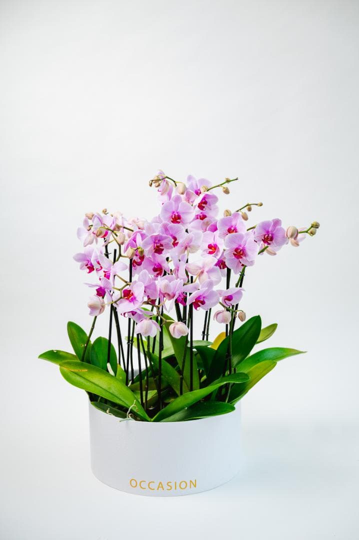 Cilindro blanco 5 Orquídeas