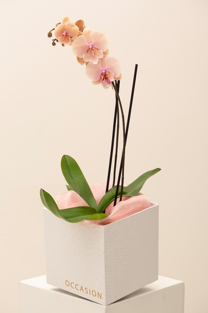 Orchidee 2026.
