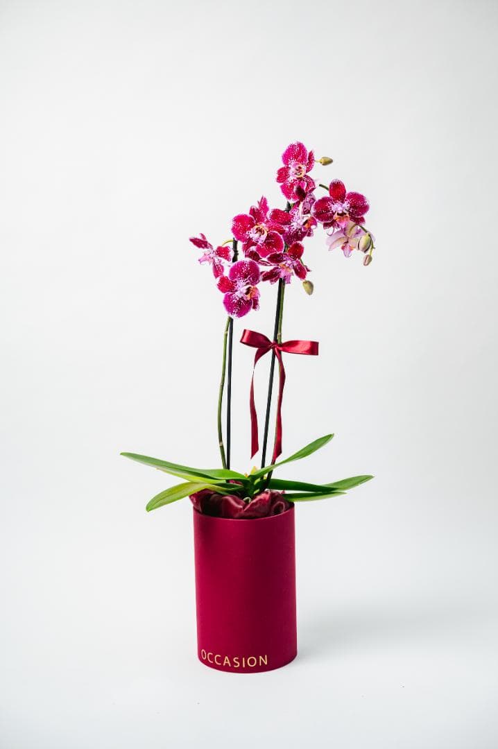 Cilindro vino con 1 Orquídea