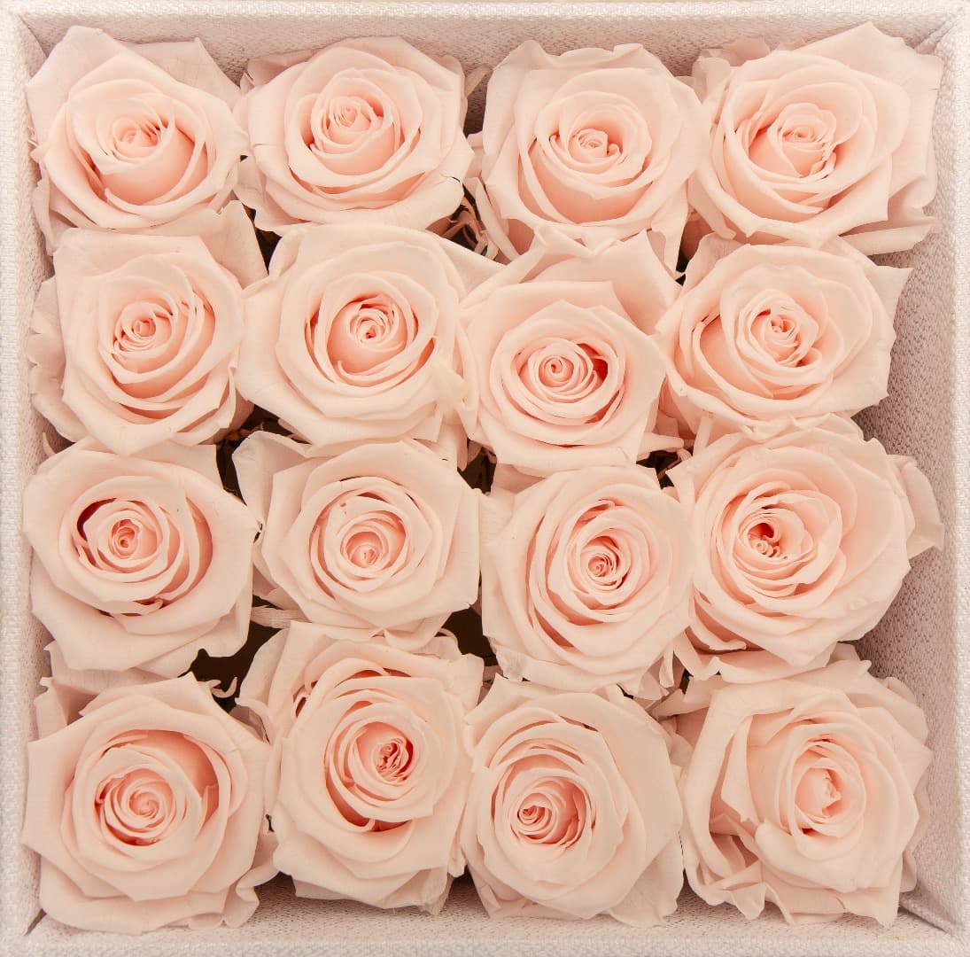 Rosa Preservada Pink Blush